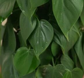 Filodendron