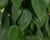 Filodendron
