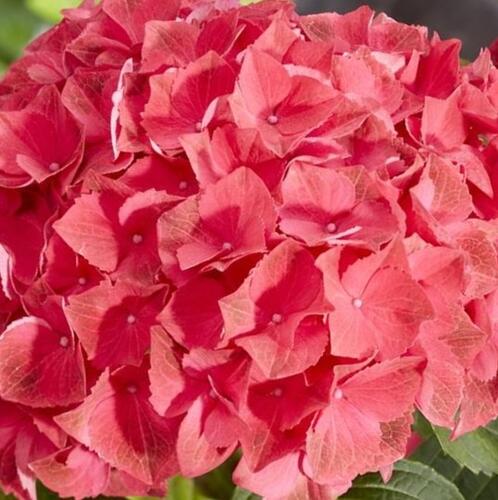 Hortenzie velkolistá 'Hi Fire' - Hydrangea macrophylla 'Hi Fire'