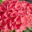 Hortenzie velkolistá 'Hi Fire' - Hydrangea macrophylla 'Hi Fire'