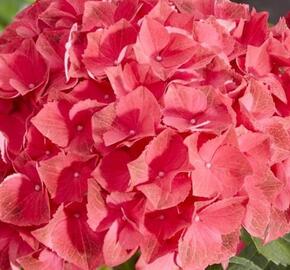 Hortenzie velkolistá 'Hi Fire' - Hydrangea macrophylla 'Hi Fire'