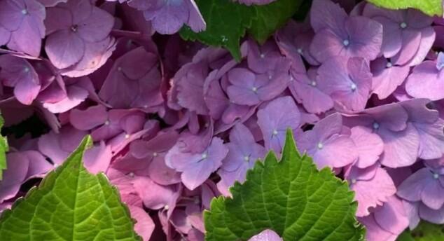Hortenzie velkolistá 'Silky Pink Blue'® - Hydrangea macrophylla 'Silky Pink Blue'®