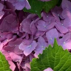 Hortenzie velkolistá 'Silky Pink Blue'® - Hydrangea macrophylla 'Silky Pink Blue'®