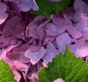 Hortenzie velkolistá 'Silky Pink Blue'® - Hydrangea macrophylla 'Silky Pink Blue'®