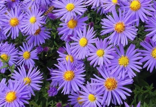 Hvězdnice chlumní - Aster amellus