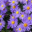 Hvězdnice chlumní - Aster amellus