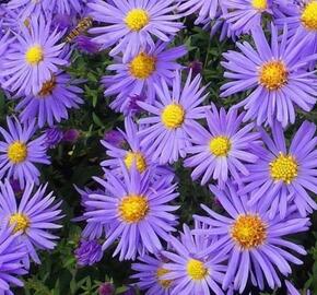 Hvězdnice chlumní - Aster amellus