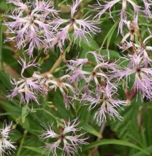 Hvozdík pyšný - Dianthus superbus