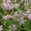 Hvozdík pyšný - Dianthus superbus