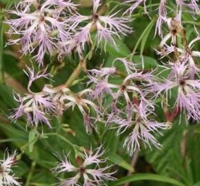 Hvozdík pyšný - Dianthus superbus