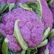 Květák středně raný 'Depurple F1' - Brassica oleracea var. botrytis 'Depurple F1'
