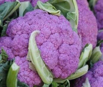 Květák středně raný 'Purple F1'