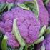 Brassica oleracea var. botrytis 'Depurple F1'_1.jpg