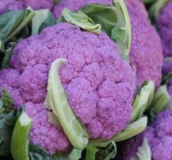 Květák středně raný 'Depurple F1' - Brassica oleracea var. botrytis Depurple F1'