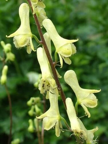 Oměj vlčí mor - Aconitum lycotonum