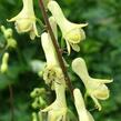 Oměj vlčí mor - Aconitum lycotonum