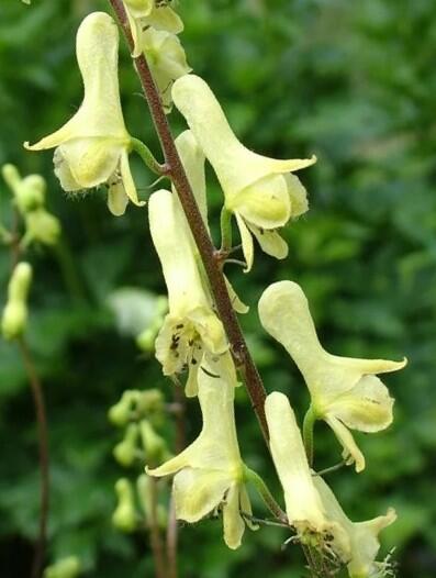 Oměj vlčí mor - Aconitum lycotonum