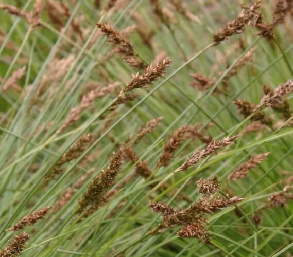 Ostřice odchylná - Carex appropinquata