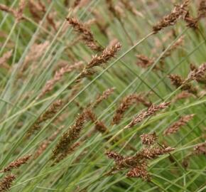 Ostřice odchylná - Carex appropinquata