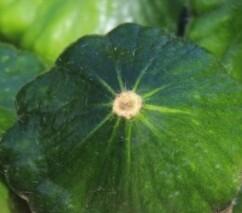 Patizon 'Gagat' - Cucurbita pepo 'Gagat'