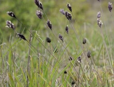 Pěchava slatinná - Sesleria uliginosa
