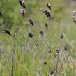 Pěchava slatinná - Sesleria uliginosa