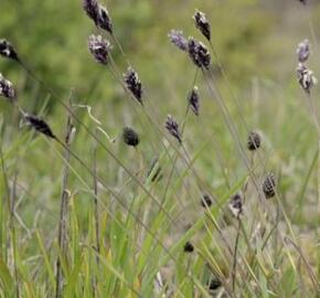 Pěchava slatinná - Sesleria uliginosa