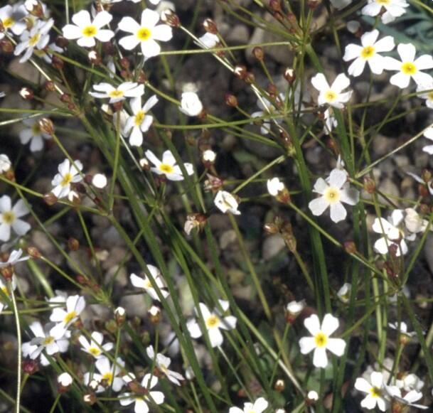 Pochybek severní - Androsace septentrionalis