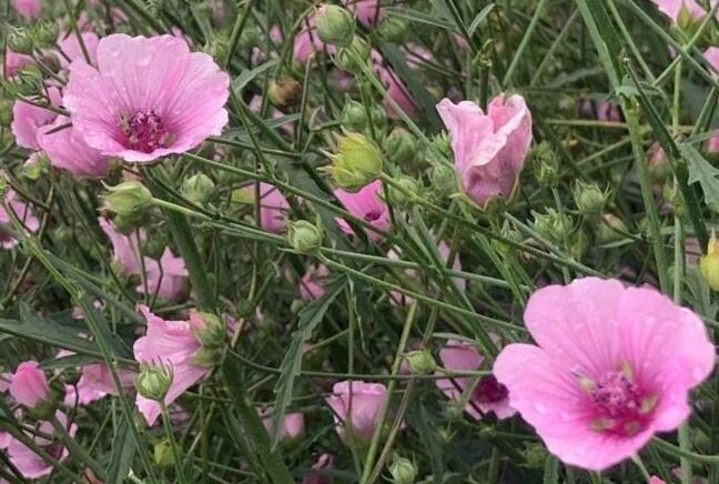 Proskurník konopný - Althaea cannabina