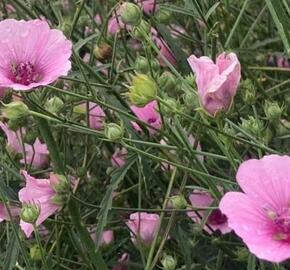 Proskurník konopný