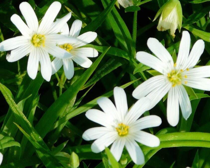 Ptačinec velkokvětý - Stellaria holostea