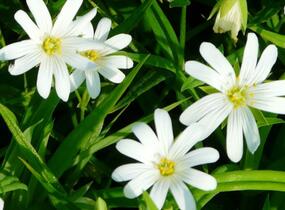 Ptačinec velkokvětý - Stellaria holostea