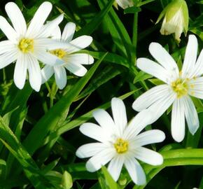 Ptačinec velkokvětý - Stellaria holostea