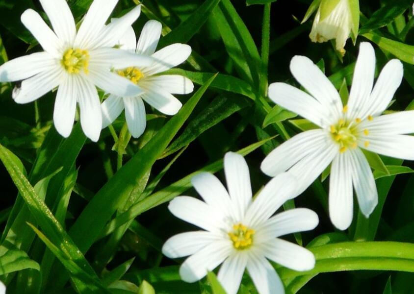 Ptačinec velkokvětý - Stellaria holostea