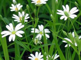 Ptačinec velkokvětý - Stellaria holostea