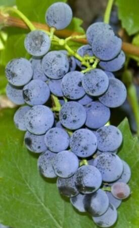 Réva vinná stolní bezsemenná 'Black Magic' - Vitis vinifera 'Black Magic'