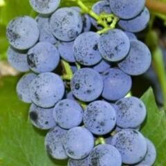 Réva vinná stolní bezsemenná 'Black Magic' - Vitis vinifera 'Black Magic'