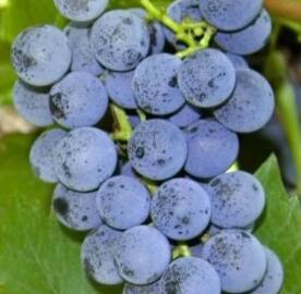 Réva vinná stolní bezsemenná 'Black Magic'