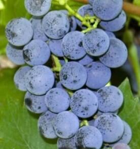 Réva vinná stolní bezsemenná 'Black Magic'