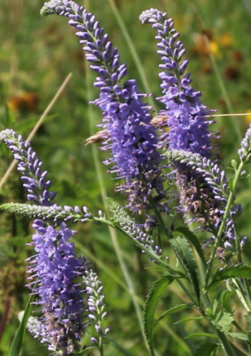 Rozrazil dlouholistý - Veronica maritima