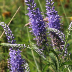 Rozrazil dlouholistý - Veronica maritima