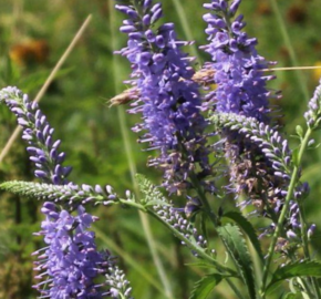 Rozrazil dlouholistý - Veronica maritima