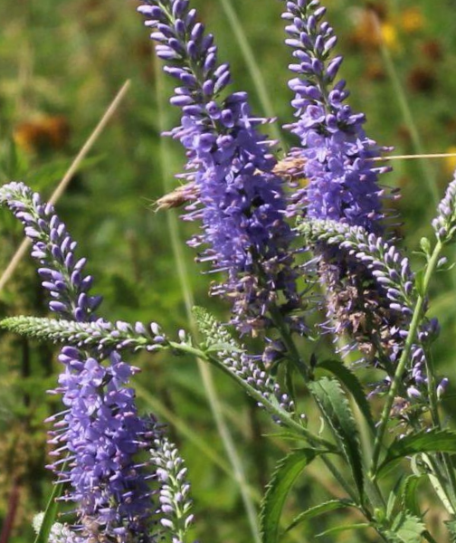 Rozrazil dlouholistý - Veronica maritima