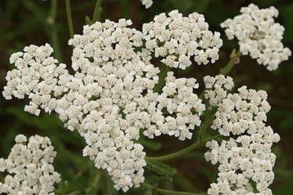 Řebříček chlumní - Achillea collina