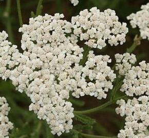 Řebříček chlumní