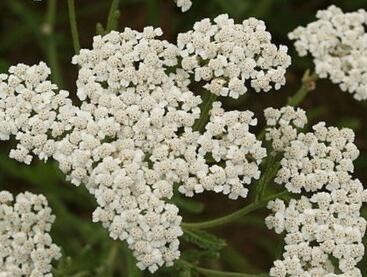 Řebříček chlumní