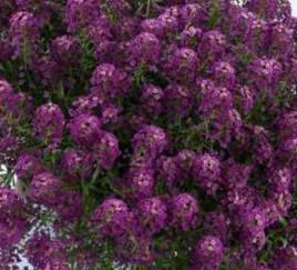 Tařicovka přímořská 'Stream Purple' - Lobularia maritima 'Stream Purple'