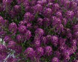 Tařicovka přímořská 'Stream Purple'