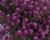 Tařicovka přímořská 'Stream Purple'