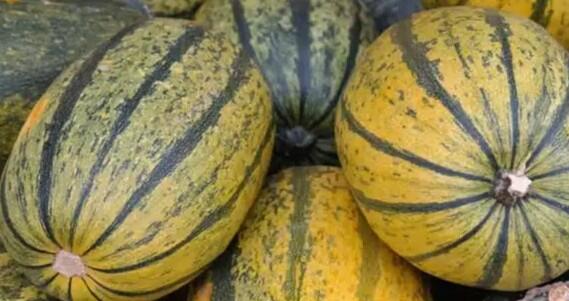 Tykev špagetová 'Stripetti' F1 - Cucurbita pepo 'Stripetti' F1